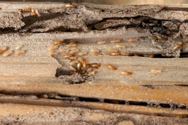 Trusted Canton, PA Pest Control Experts